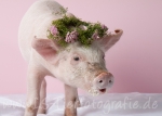 08 Schwein gehabt